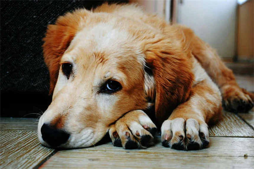 Sinais de que Seu Cão é Inteligente: 6 Comportamentos que Mostram