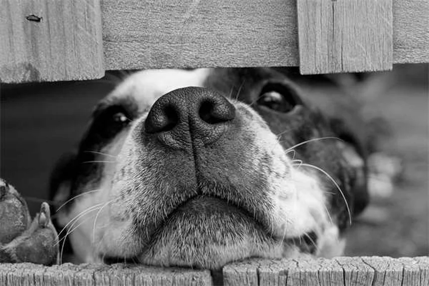Como ajudar seu gato a perder peso: dicas essenciais para combater a obesidade felina