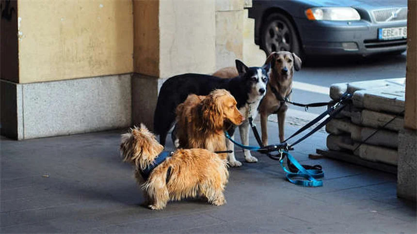 Raiva em Coelhos: Sintomas, Tratamento e Como Proteger Seu Pet