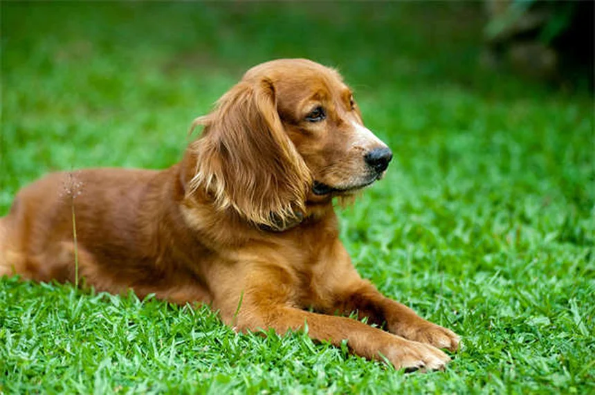 Raiva em Coelhos: Sintomas, Tratamento e Como Proteger Seu Pet