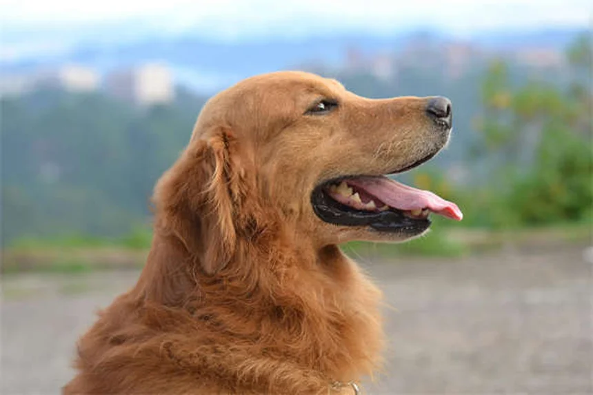Como resolver problemas de comportamento no seu pet em 5 passos simples