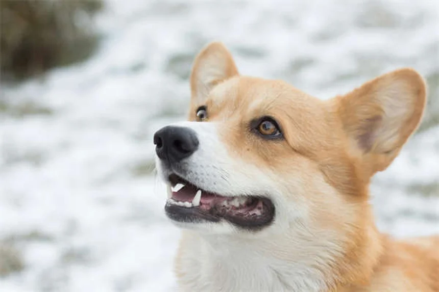 10 Raças de Cães de Caça Perfeitos para Famílias Ativas