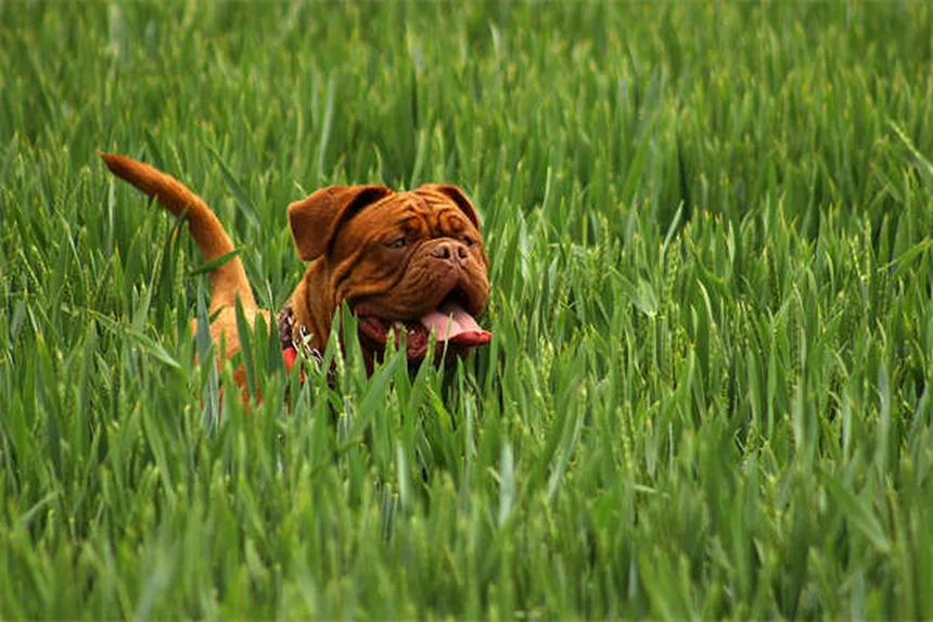 5 Perigos das Coleiras para Cães que Todo Dono Precisa Conhecer