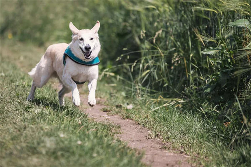 5 Perigos das Coleiras para Cães que Todo Dono Precisa Conhecer