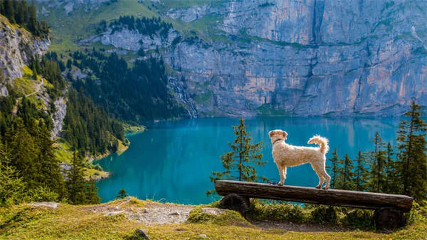 5 Perigos das Coleiras para Cães que Todo Dono Precisa Conhecer