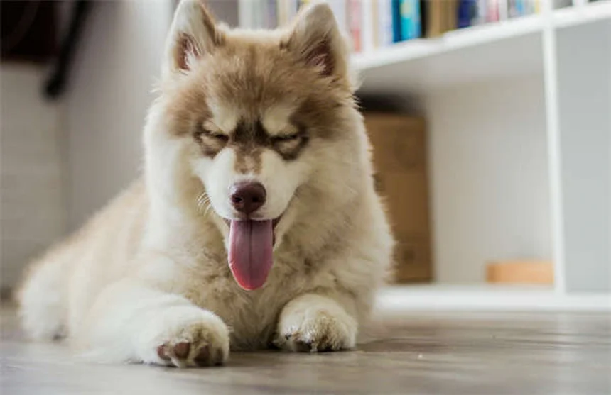 Como proteger seu cão de coiotes: 5 dicas essenciais