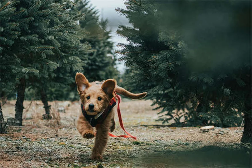 Como proteger seu cão de coiotes: 5 dicas essenciais
