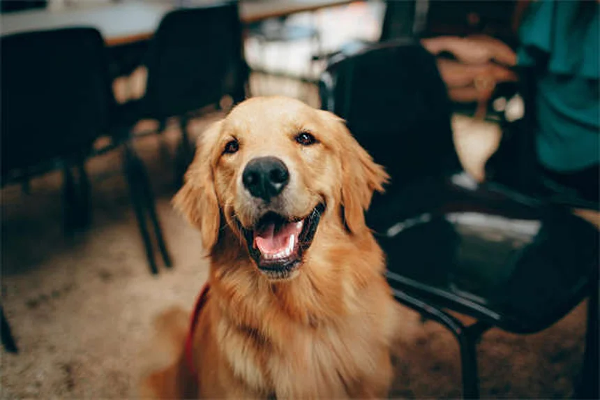 Rosto inchado em cães: causas e o que fazer imediatamente