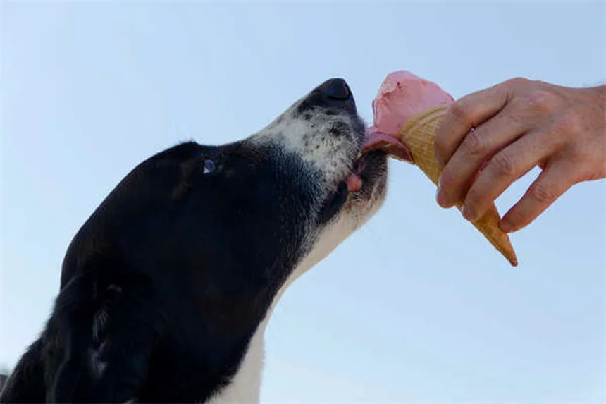 Como Saber se Seu Cão Está com Dor: Sinais e Soluções