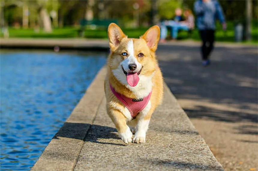 Como Saber se Seu Cão Está com Dor: Sinais e Soluções