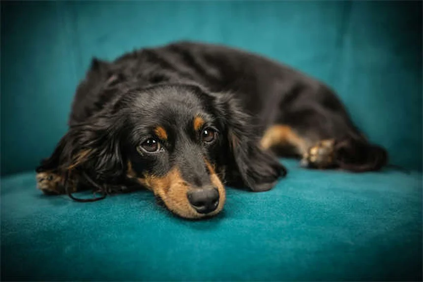 Por que os cães latem? 5 motivos e soluções práticas