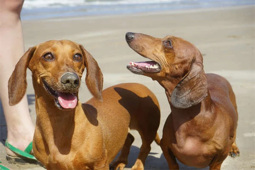 Cuidados essenciais para cães idosos: guia completo para donos