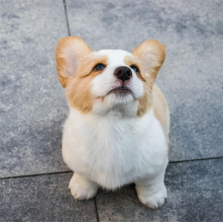 Cães babando muito: quando se preocupar? 7 causas e soluções