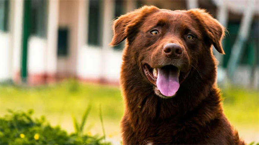 Caspa em Cães: Tipos, Causas e Tratamentos Eficazes
