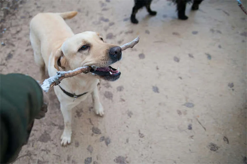 Puppy Strangles: O Que É e Como Tratar Essa Doença em Filhotes