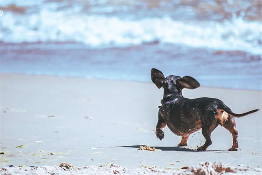 Cães podem queimar de sol? Descubra como proteger seu pet!