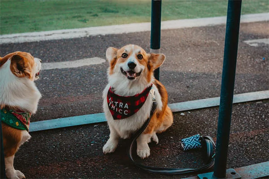 Vômitos e diarreia em filhotes: causas e quando procurar o veterinário