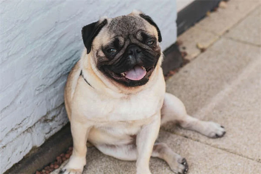 DIC em Cães: O Que É e Como Salvar Seu Pet Dessa Condição Grave