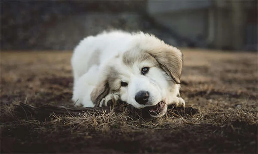 Por que a perda de um cachorro dói mais que perder um parente?