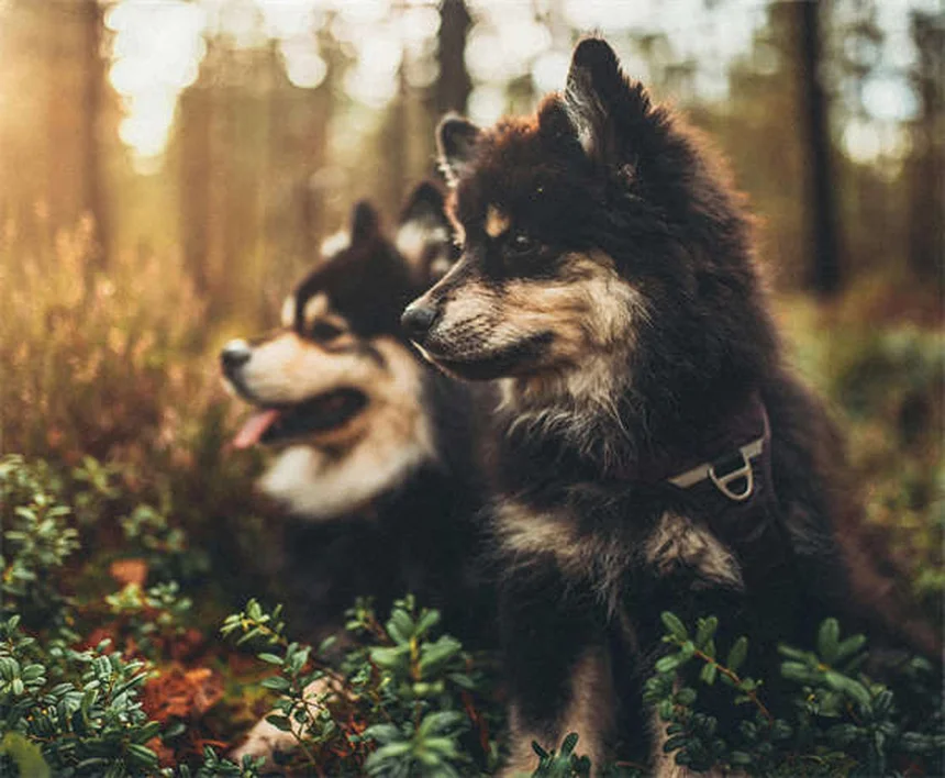 Gene MDR1 em Cães: Tudo o que Você Precisa Saber