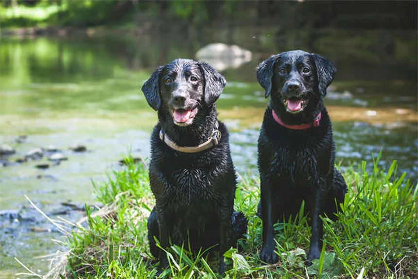 Gene MDR1 em Cães: Tudo o que Você Precisa Saber