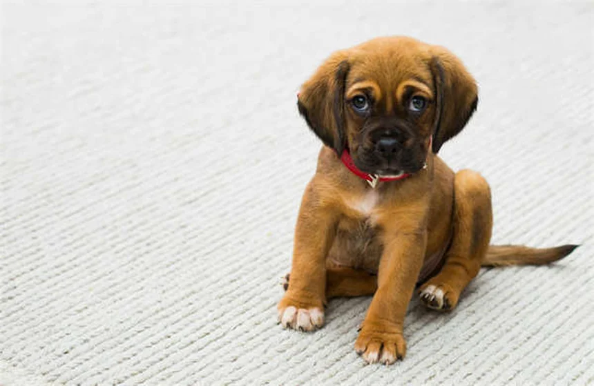 Top 10 raças de cães mais populares em 2025: veja a lista completa!