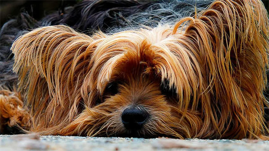 Top 10 raças de cães mais populares em 2025: veja a lista completa!
