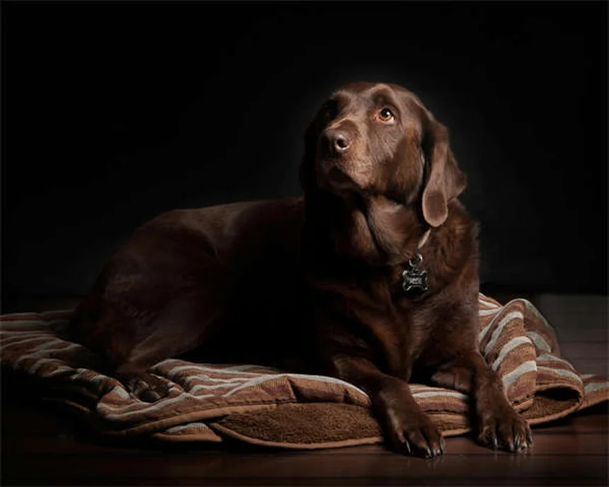 Infecção Renal em Gatos: Sintomas, Causas e Tratamento