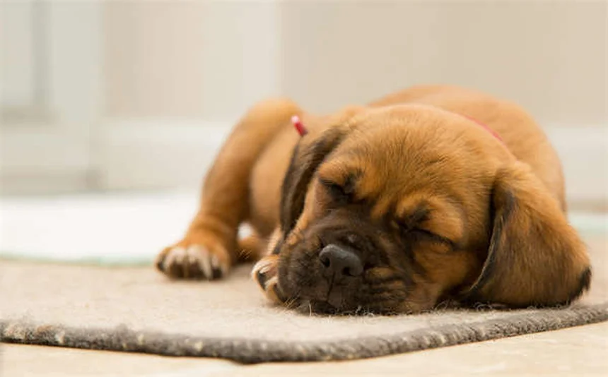 Suplementos articulares para pets: Cosequin ou Dasuquin? Descubra o melhor para seu animal