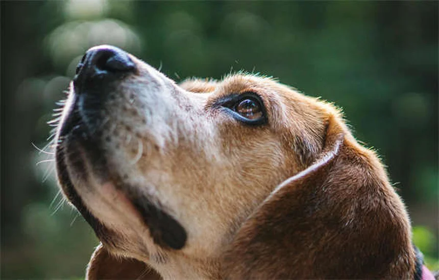 Quanto tempo vivem os coelhos? Descubra como prolongar a vida do seu pet!