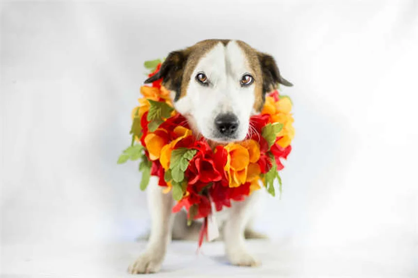 Gentamicina para Cães: Tudo o que Você Precisa Saber Sobre Este Antibiótico