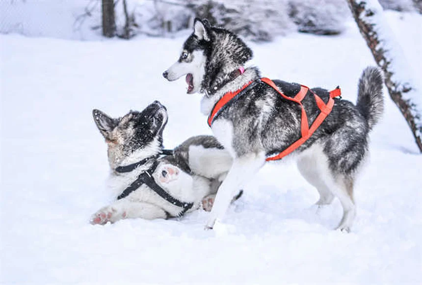 7 Cuidados Essenciais para Manter Seu Pet Saudável e Feliz