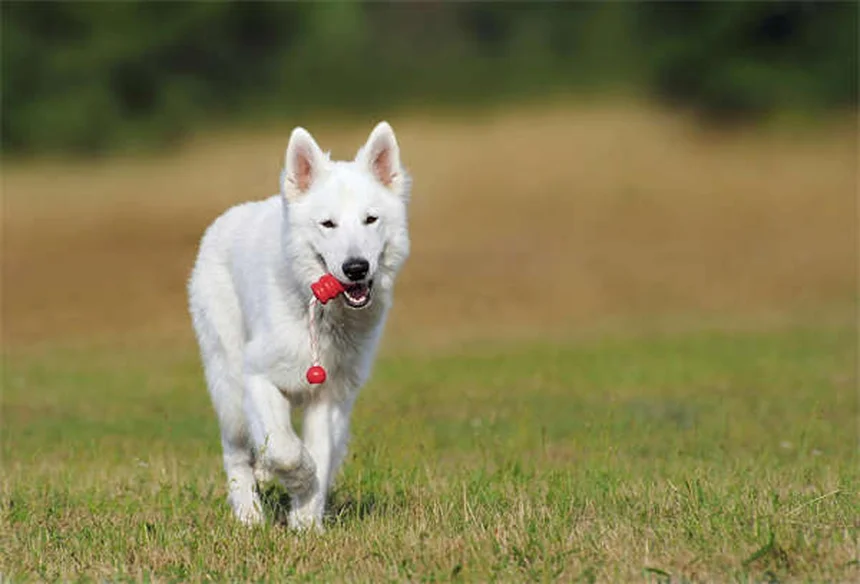 7 Cuidados Essenciais para Manter Seu Pet Saudável e Feliz