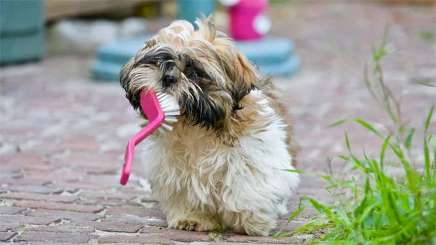 7 Cuidados Essenciais para Manter Seu Pet Saudável e Feliz