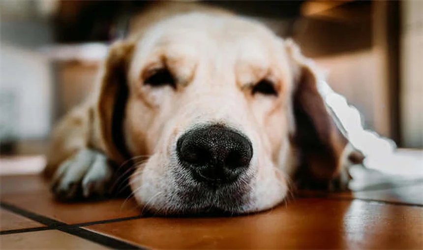 Problemas de equilíbrio em coelhos: causas e tratamentos para cabeça inclinada
