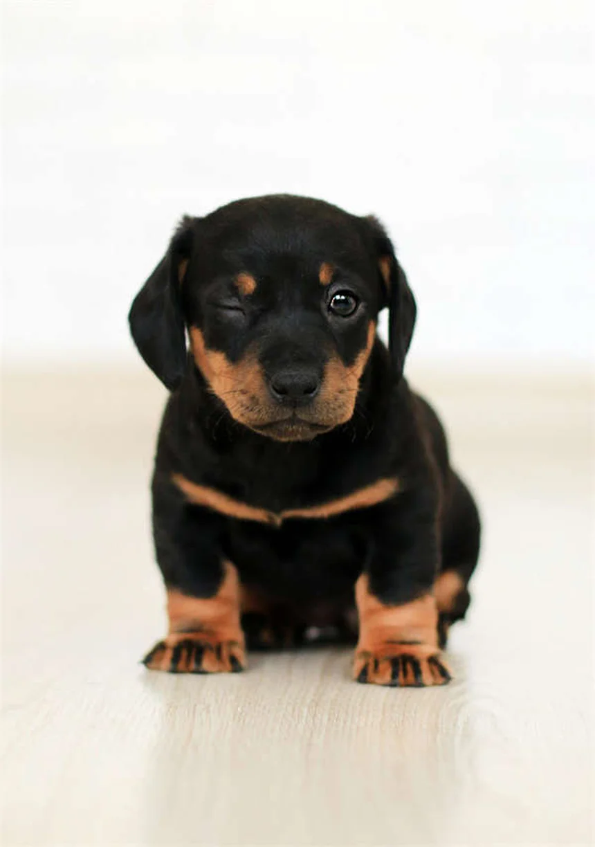 Meu Cachorro Comeu Sílica Gel: O Que Fazer? Guia Completo