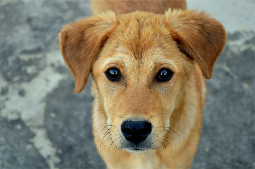 Cachorro tossindo e engasgando: quando se preocupar?