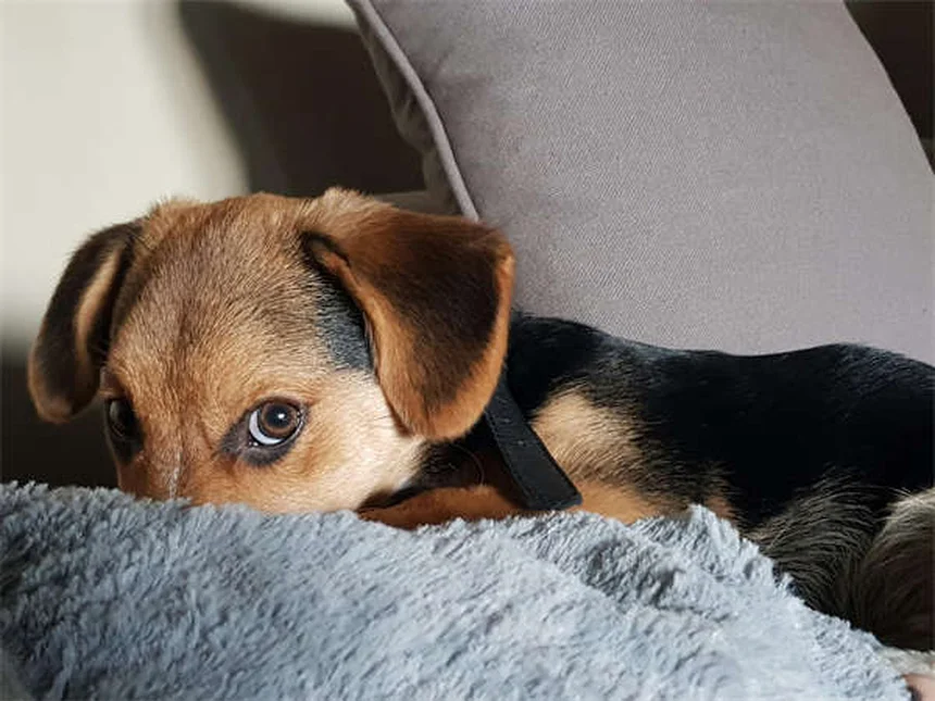 Vírus Powassan em pets: perigo real ou preocupação desnecessária?
