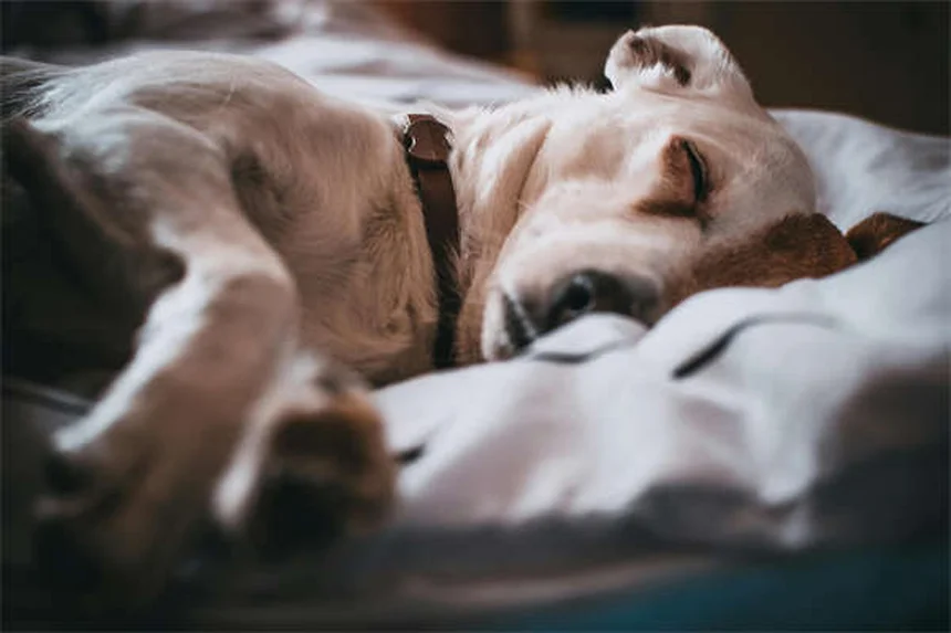 Vírus Powassan em pets: perigo real ou preocupação desnecessária?